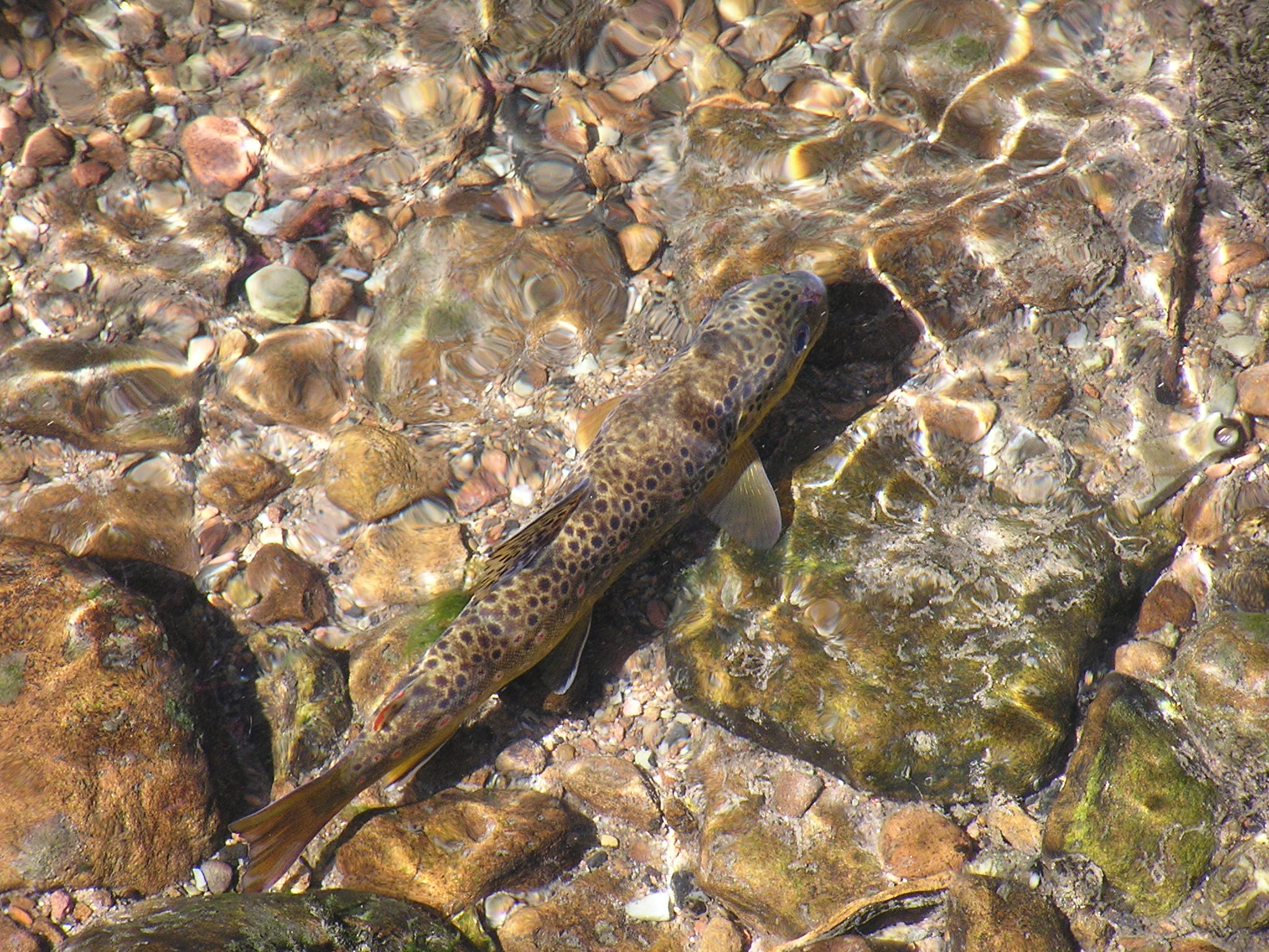Blick in ein klares Gewässer mit steinigem Boden, über dem ein gefleckter Fisch schwebt