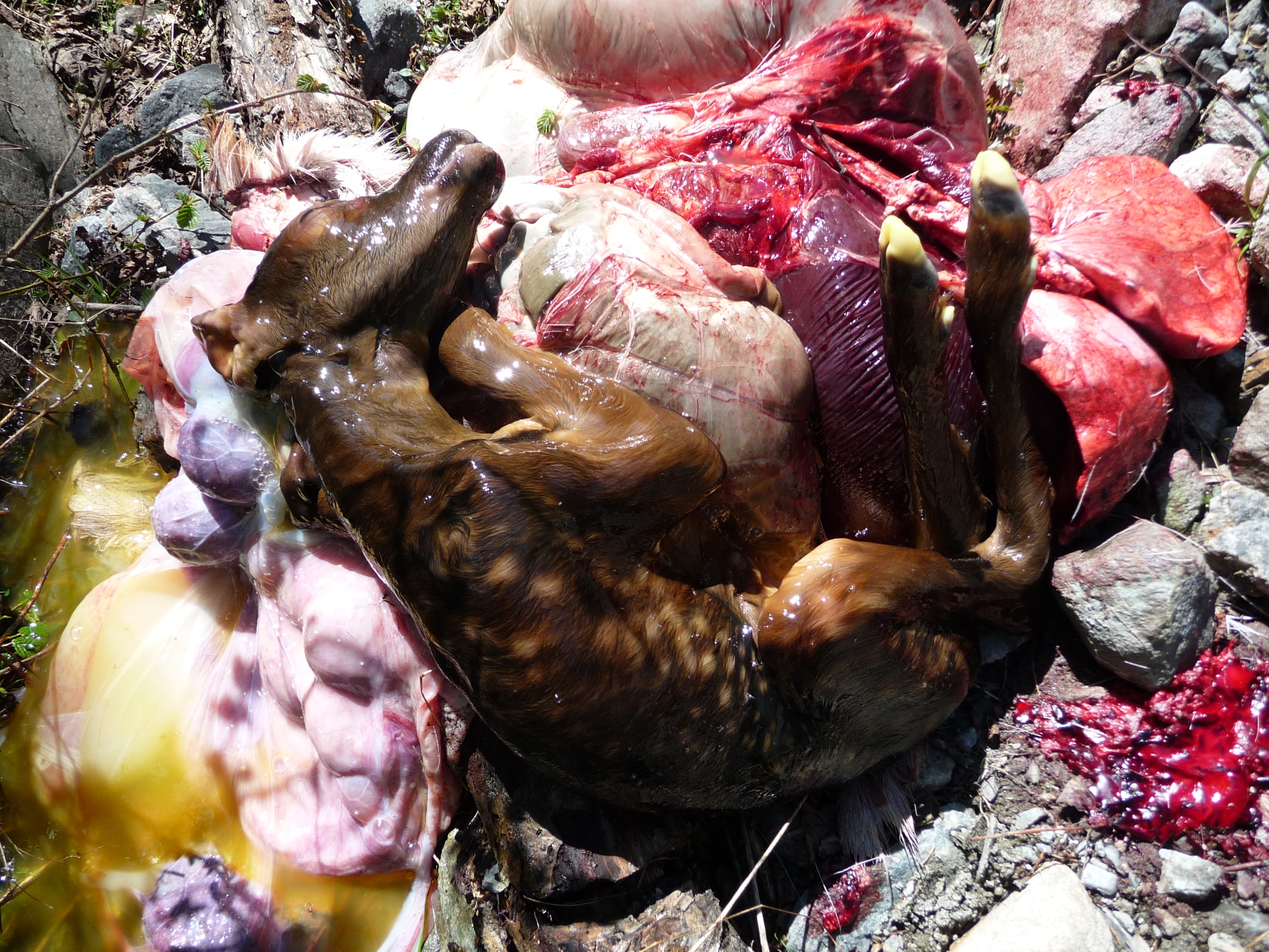 Auf dem Boden liegen Innereien eines frisch toten Tieres, darunter ein ungeborenes, braun befelltes kleines Huftierbaby