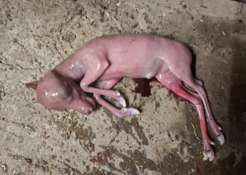 Auf grauem Betonfußboden liegt der rosige männliche Embryo eines Rehs oder Hirschs