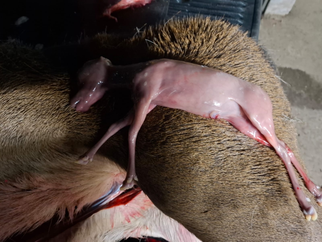 Auf dem Oberschenkel eines Tieres liegt der Fötus eines Schalenwilds