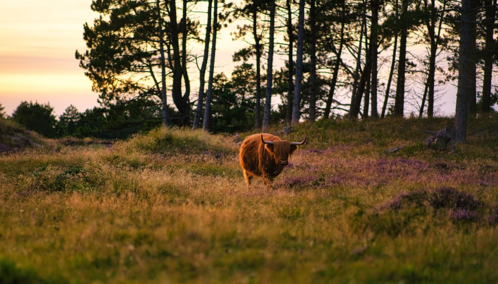 Vor einem Himmel mit Abendrot streift ein Wildrind über eine Wiese am Waldrand