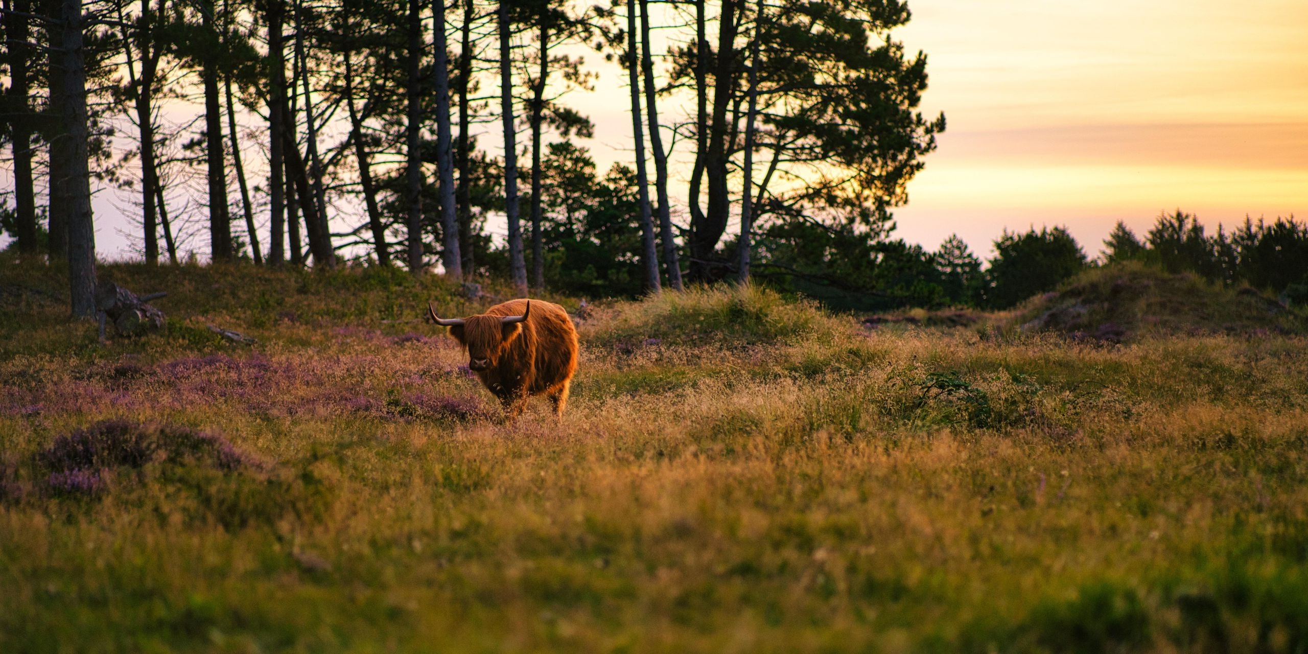 Vor einem Himmel mit Abendrot streift ein Wildrind über eine Wiese am Waldrand
