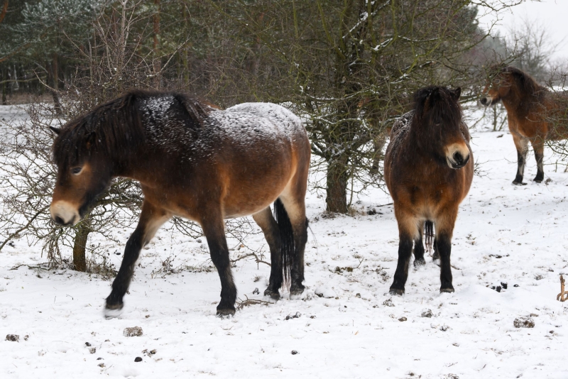 Drei dunkelbraune Wildponies stehen in einer leicht verschneiten Landschaft