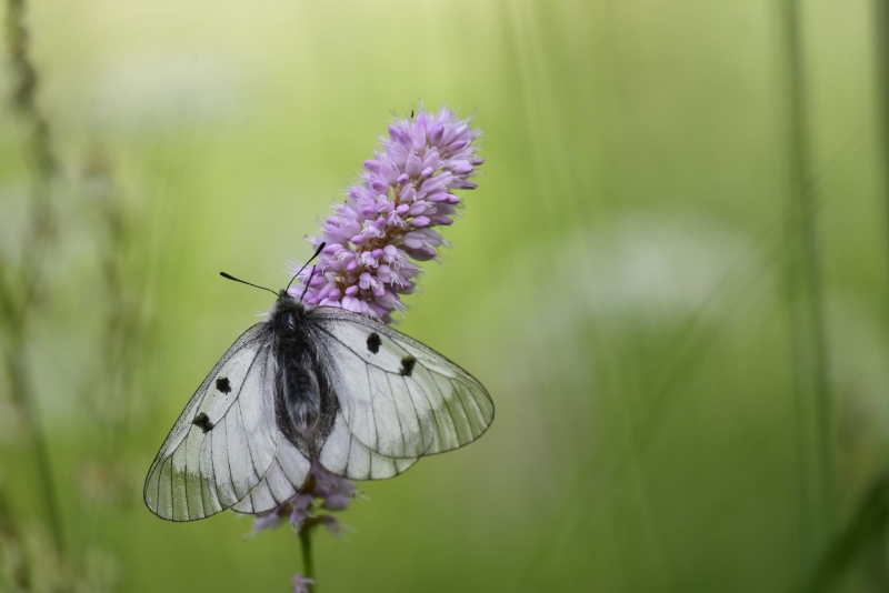 An einer violetten, kolbenförmigen Blüte sitzt ein Schmetterling mit transparent-weißen, schwarz umrandeten Flügeln.