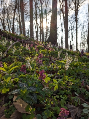 Foto eines Waldhangs, an dem violette und weiße Blumen blühen.