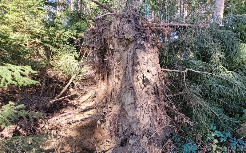 Nach einem Sturmwurf liegt ein Wurzelteller senkrecht im Wald
