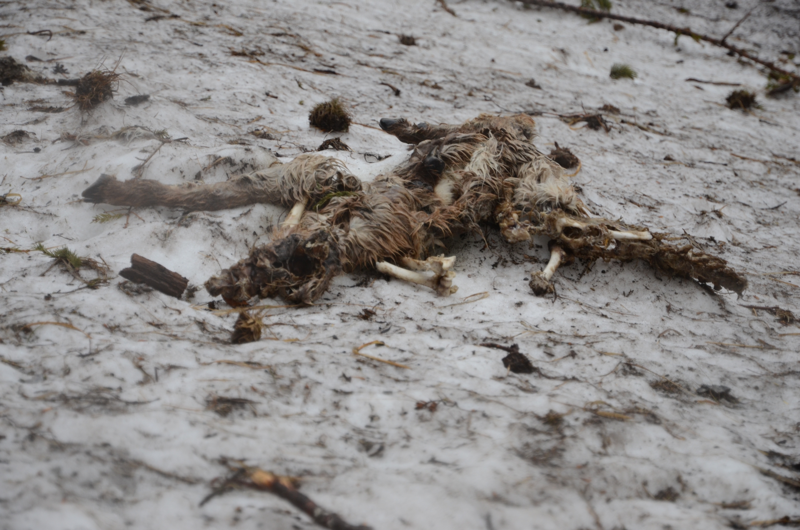 Auf einer schmutzigen Schneefläche liegen Knochen und Fell eines verwesenden Wildtieres