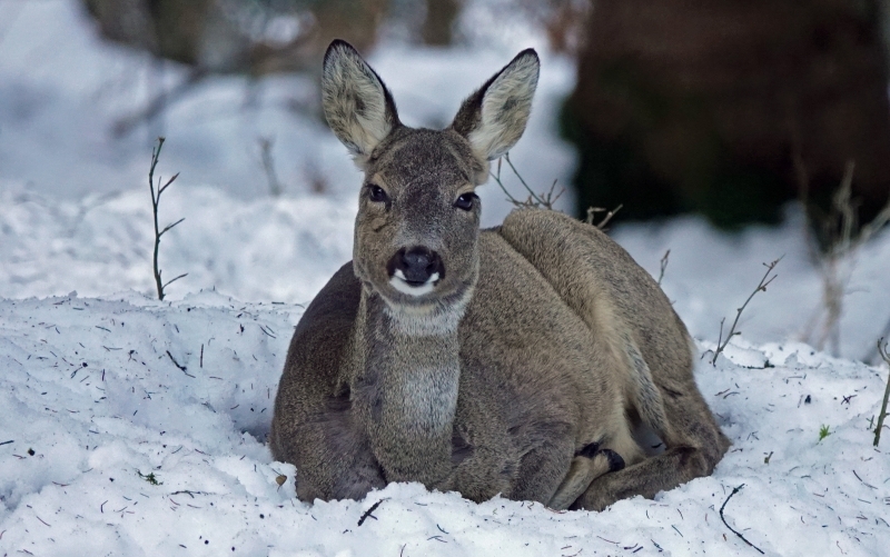 Ein Reh liegt im Schnee und schaut den Betrachter an.