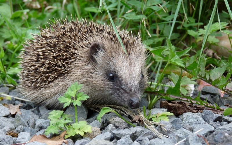 Ein kleiner Igel streift zwischen Unkraut und Steinen umher