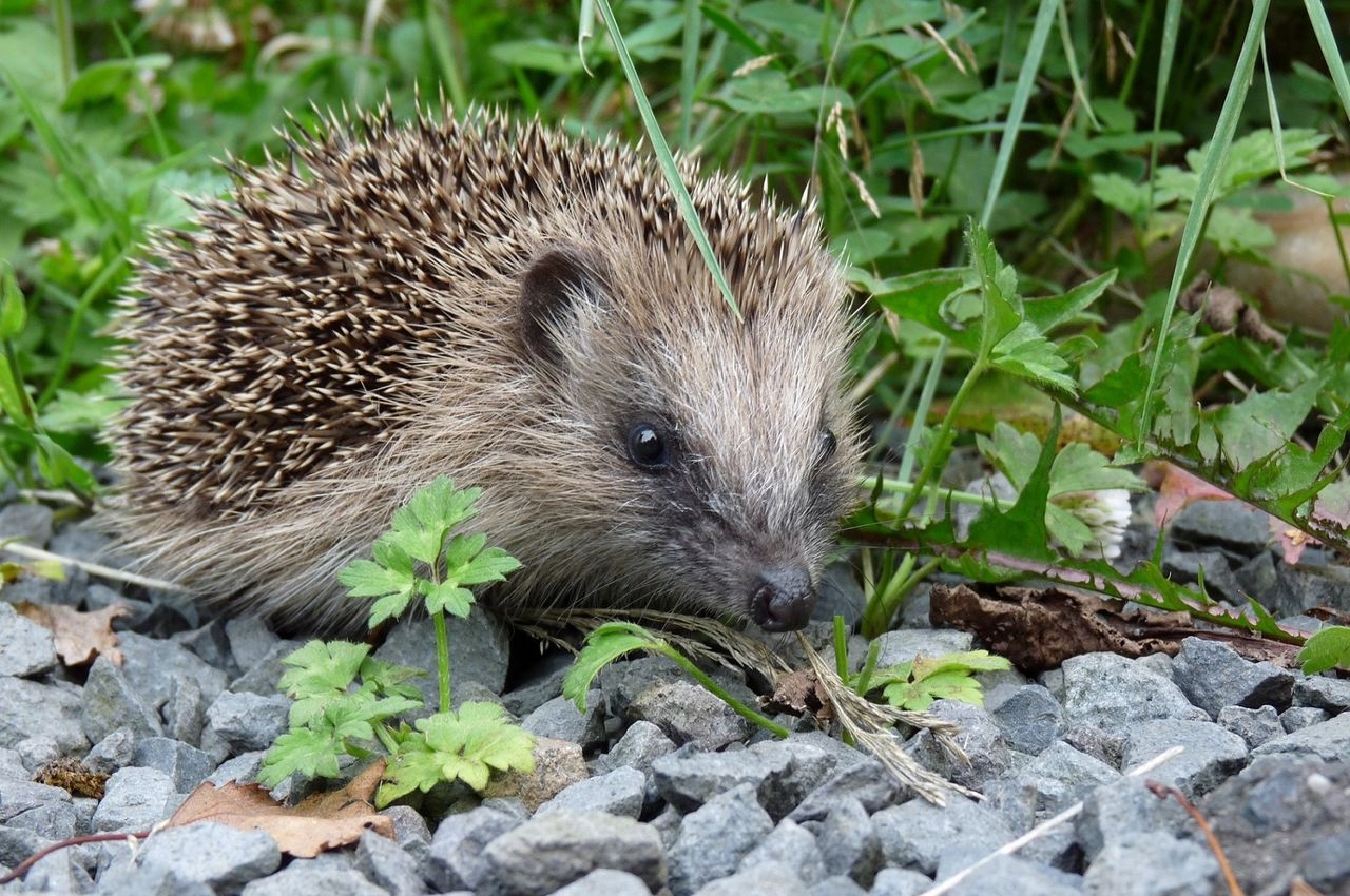 Ein kleiner Igel streift zwischen Unkraut und Steinen umher
