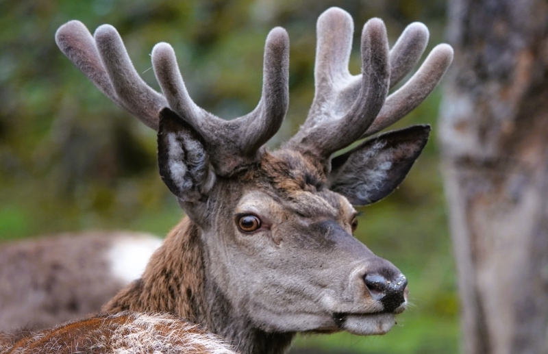 Ein Hirsch im Bastgeweih dreht sich nach dem Betrachter um.