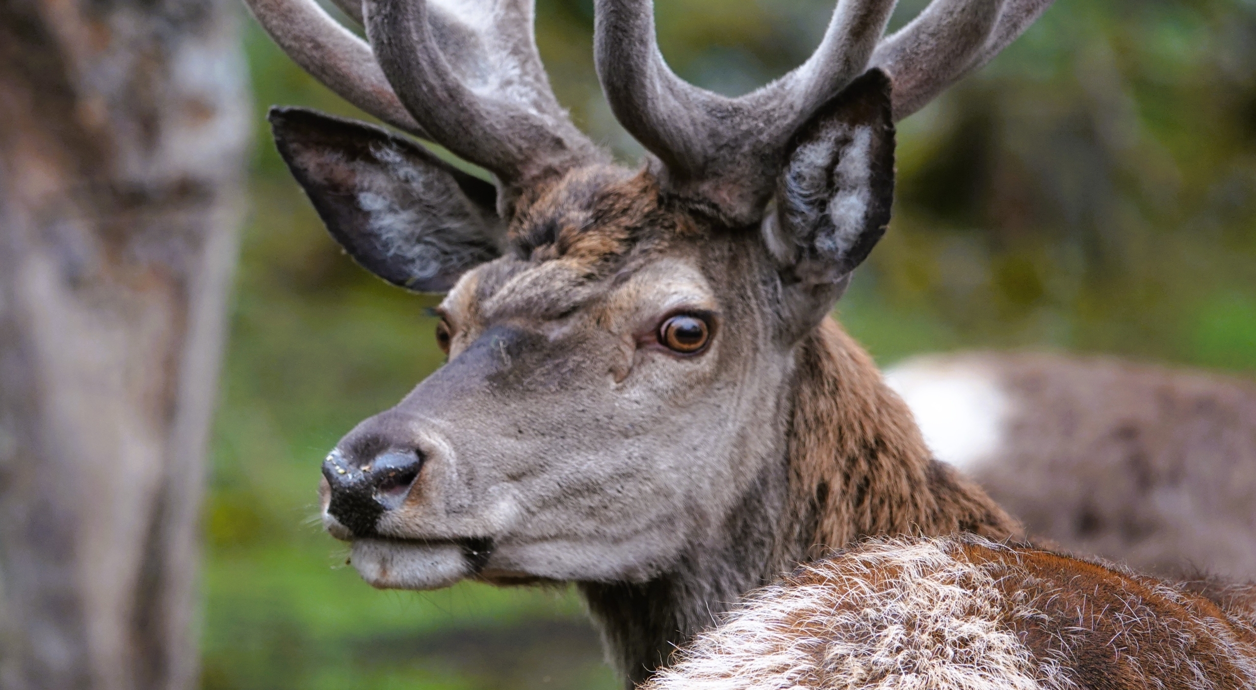 Ein Hirsch im Bastgeweih dreht sich nach dem Betrachter um.
