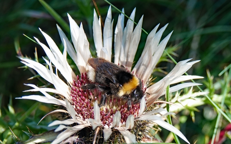Eine Hummel untersucht die Blüte einer Silberdistel