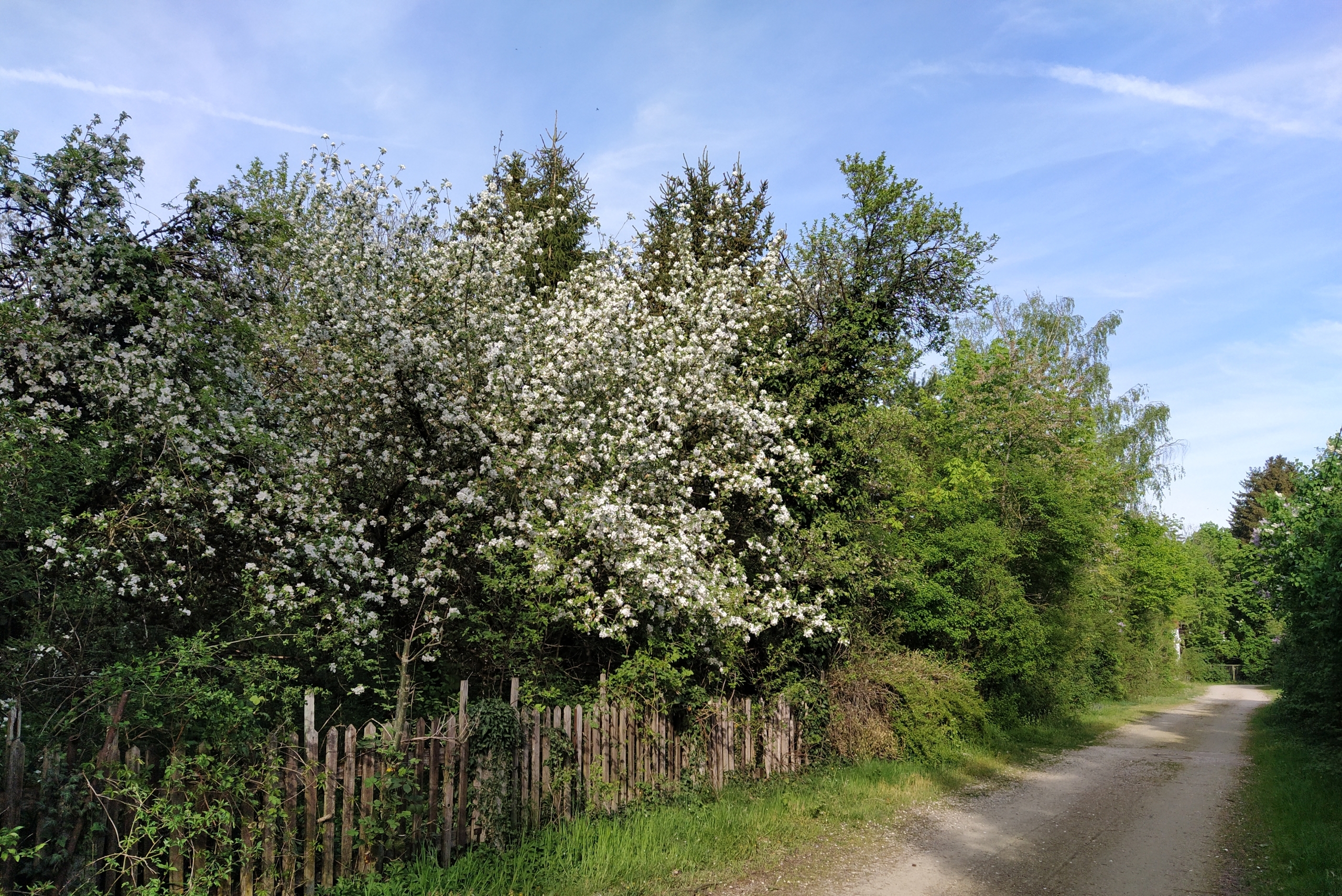 Eine nicht befestigte Fahrstraße führt vorbei an einem Holzzaun, über den blühende Büsche quellen