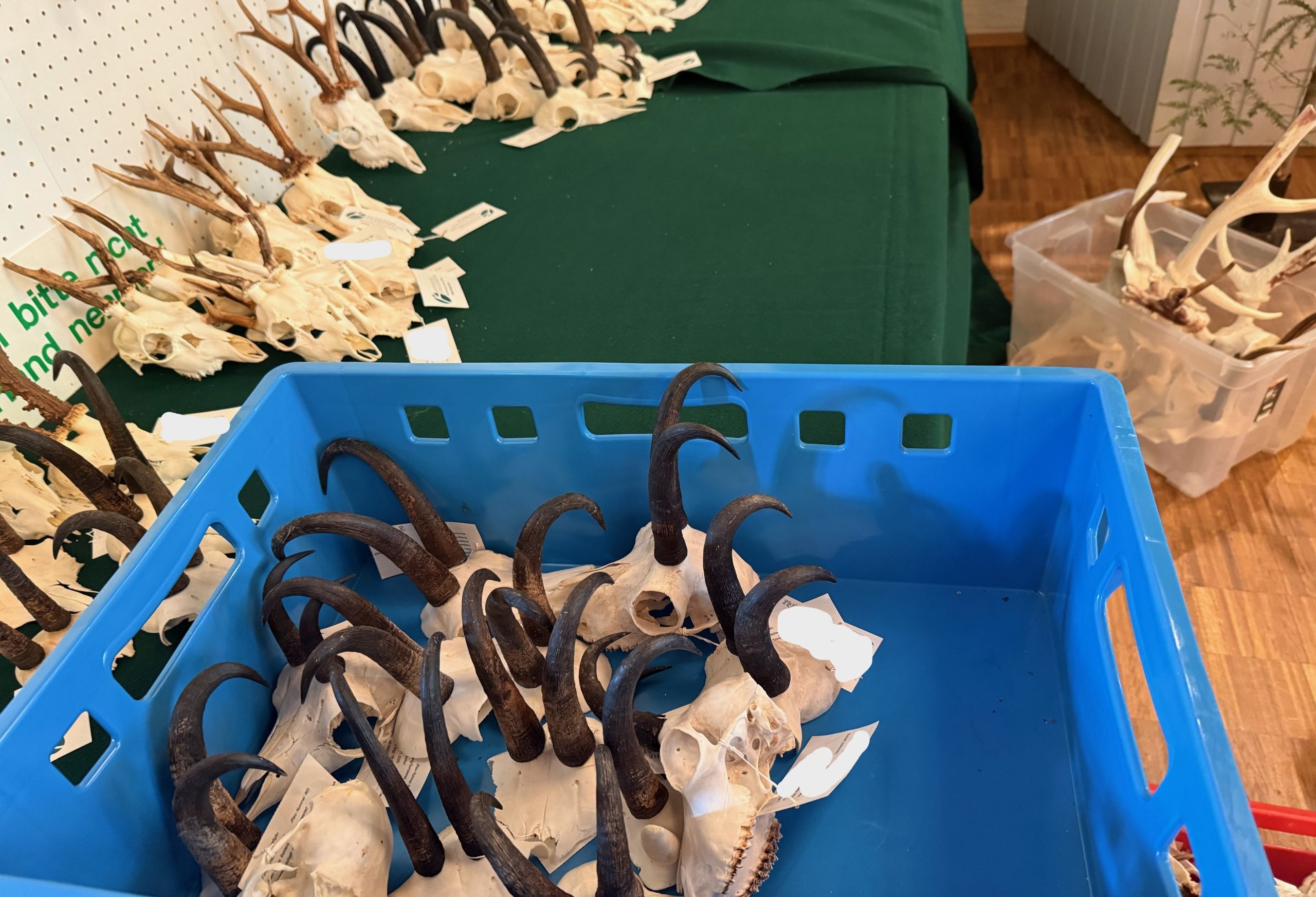 Foto einer Hegeschau mit Gams- und Rehtrophäen, im Vordergrund steht eine blaue Kiste mit Gamskrucken auf einem Tisch mit grüner Decke, auf dem hinten weitere Trophäen angeordnet sind
