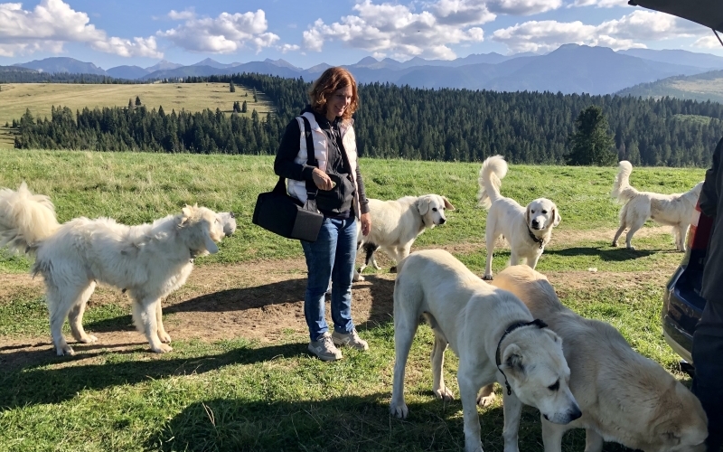 Eine Frau steht in einer hügeligen Wiesenlandschaft zwischen großen hellen Herdenschutzhunden