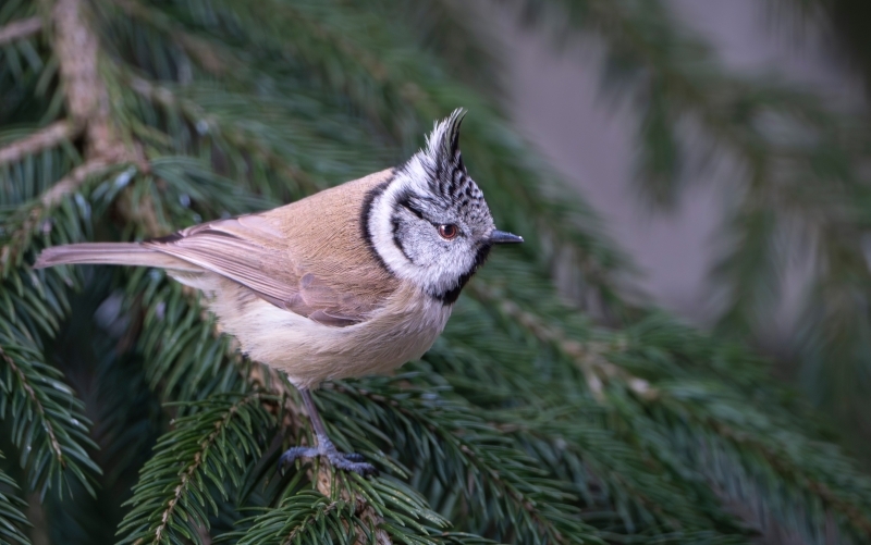 Ein kleiner, gedrungener Vogel mit braunen Körper und weiß-grauen Kopffedern sitzt auf dem Ast eines Nadelbaums