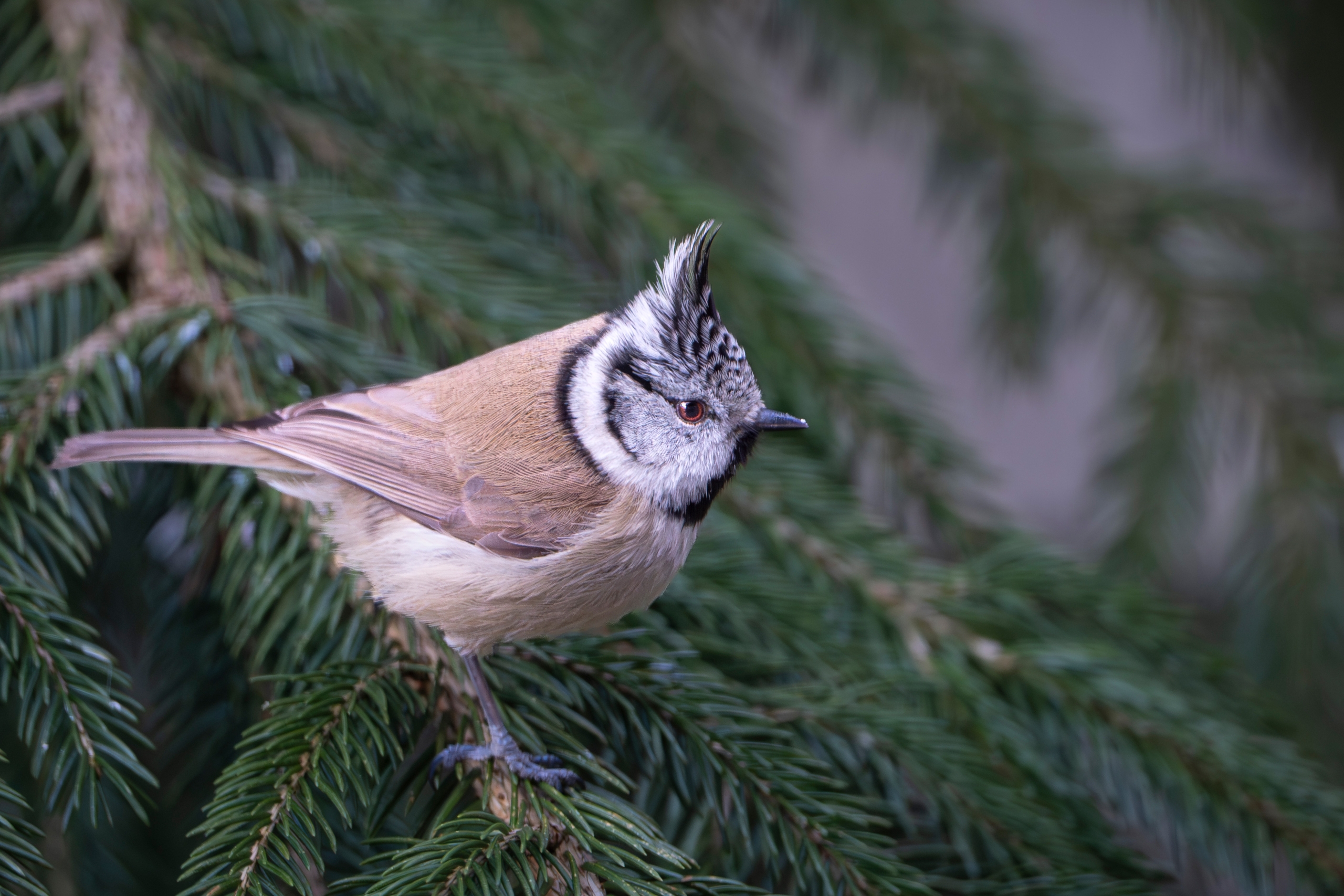 Ein kleiner, gedrungener Vogel mit braunen Körper und weiß-grauen Kopffedern sitzt auf dem Ast eines Nadelbaums
