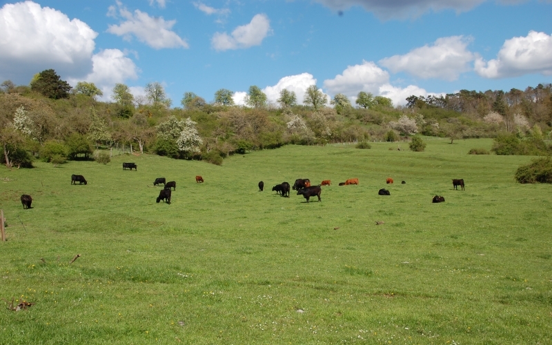 Auf einer sehr großen Weide grasen verstreut dunkle Rinder, im Hintergrund Büsche und ein blauer Himmel