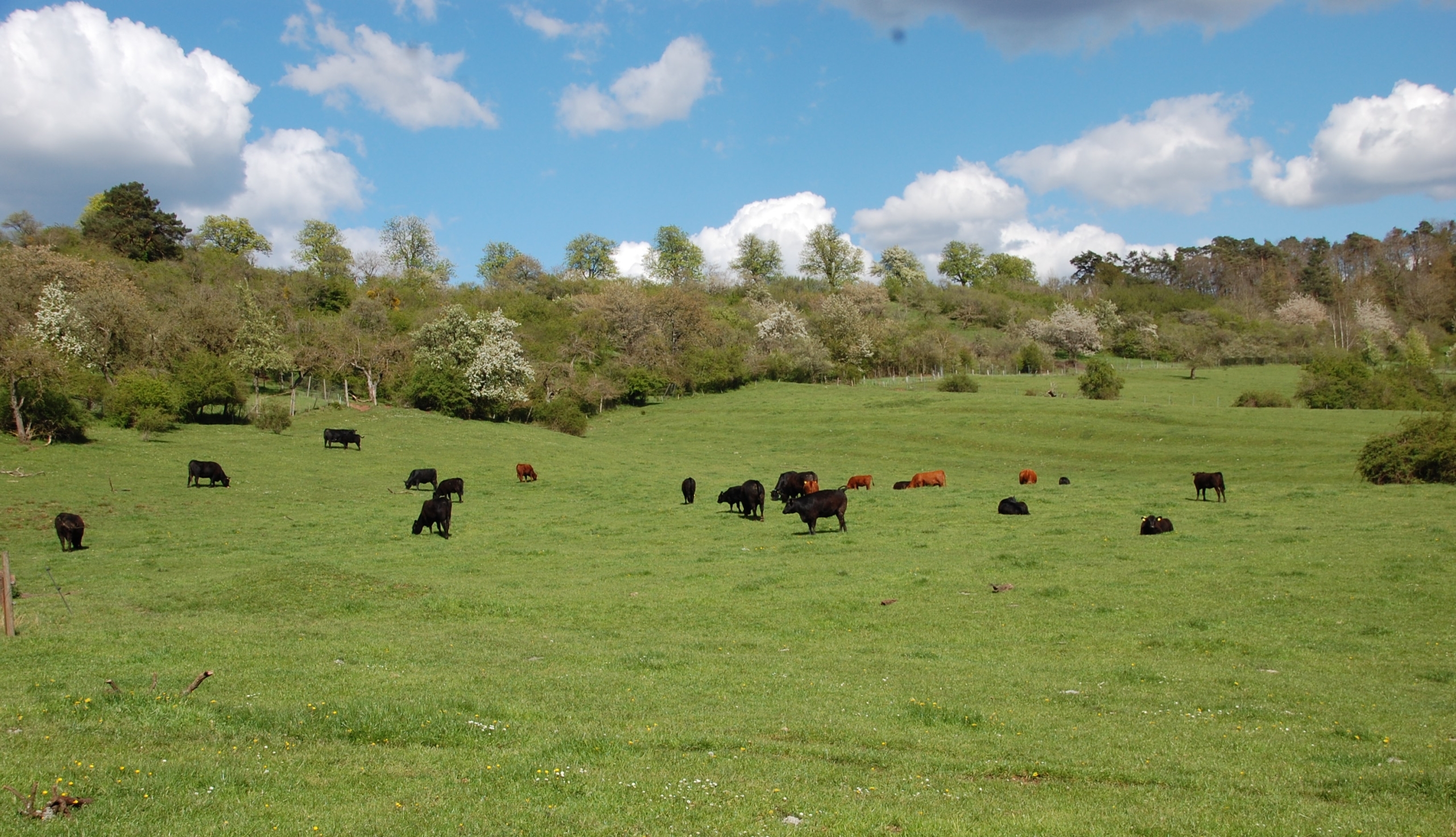 Auf einer sehr großen Weide grasen verstreut dunkle Rinder, im Hintergrund Büsche und ein blauer Himmel