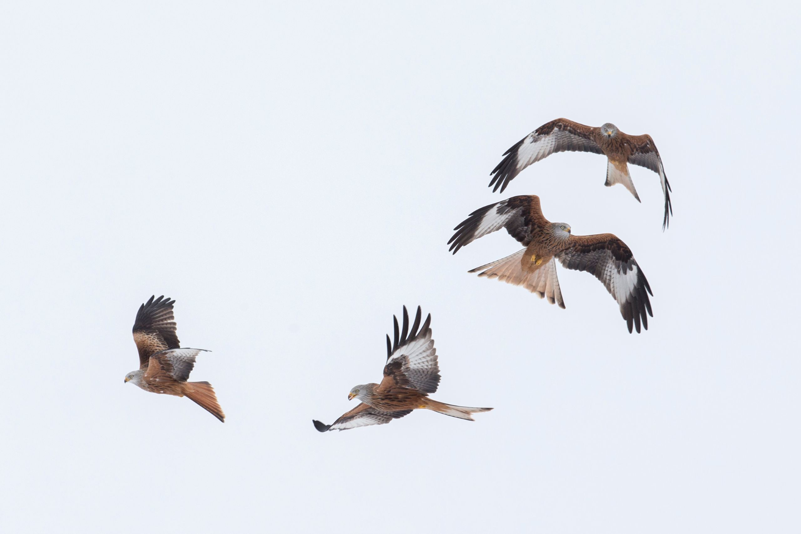 Vor einem hellgrauen Hintergrund kreisen vier braun-weiß-schwarze Greifvögel