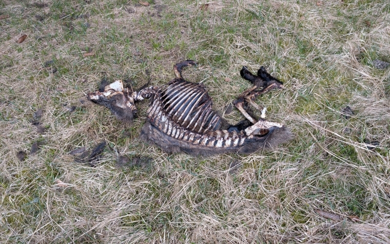 Auf einer Wiese liegt der kadaver eines Tieres, man sieht das Gerippe