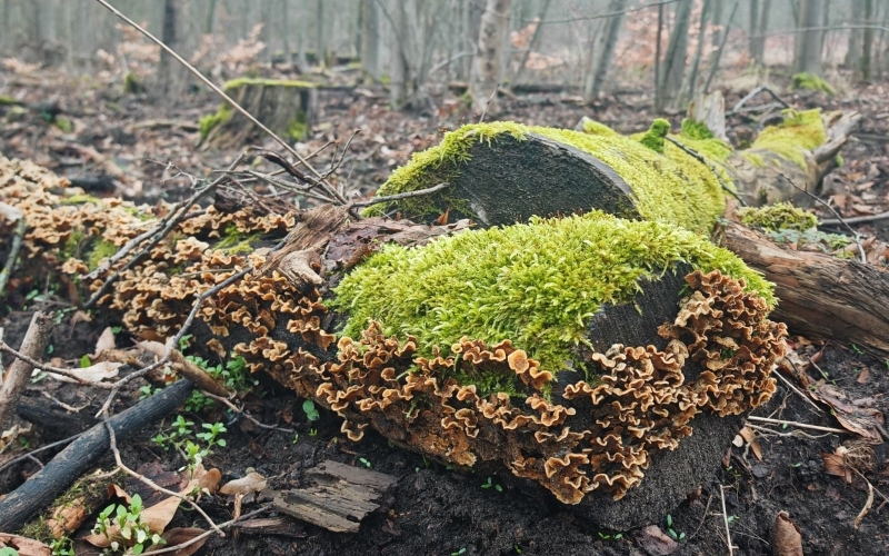 In einem Wald liegen zwei dicke Stämme am Boden, von hellgrünem Moos überwuchert und vron braunen, welligen Pilzen bewachsen