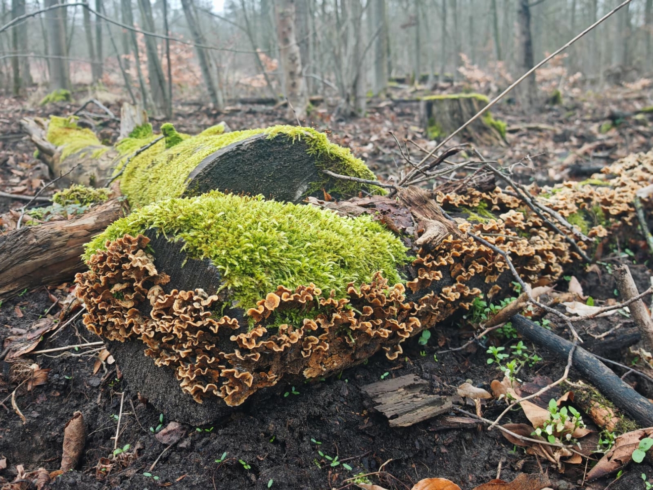 In einem Wald liegen zwei dicke Stämme am Boden, von hellgrünem Moos überwuchert und vron braunen, welligen Pilzen bewachsen