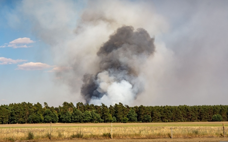Über einem Kiefernwald, der hinter einem Getreidefeld beginnt, steigt eine großendunkle Rauchwolke auf