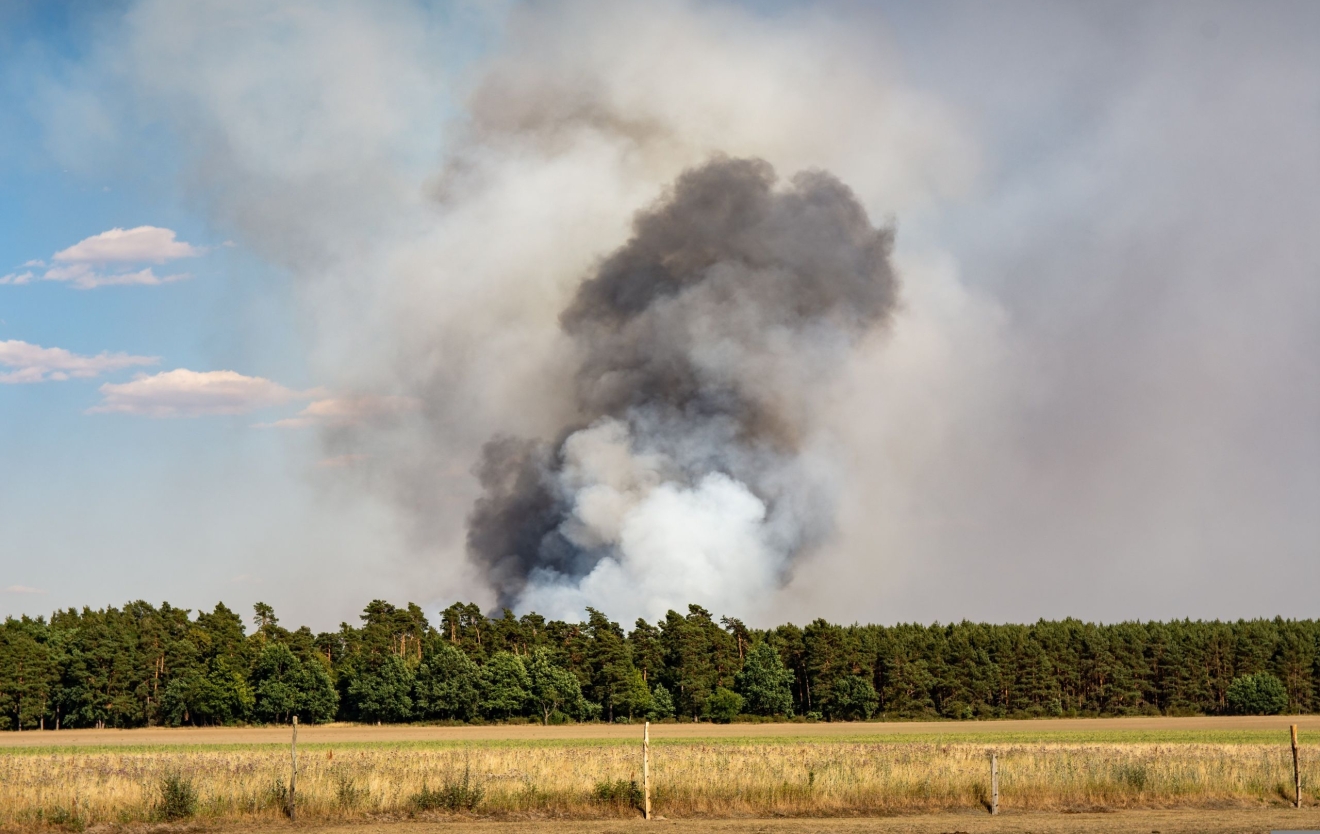 Über einem Kiefernwald, der hinter einem Getreidefeld beginnt, steigt eine großendunkle Rauchwolke auf