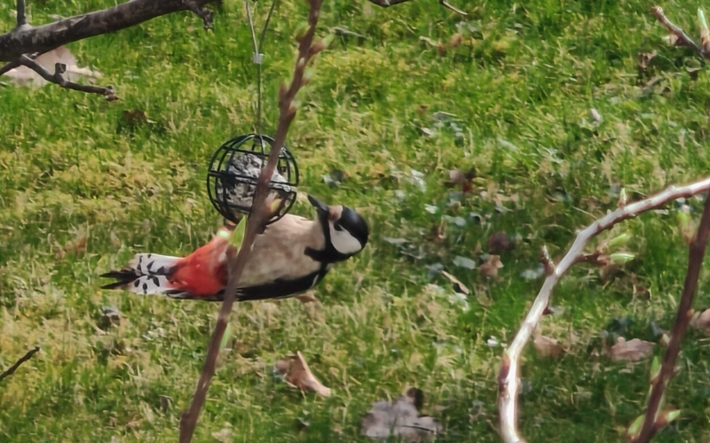 An einem Meisenknödel unter einem Baum hängt ein Specht mit rotem Unterbauch