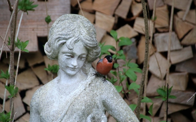 Auf der Schulter einer weiblichen Marmorstatue vor einem Holzstadl sitzt ein roter Gimpel
