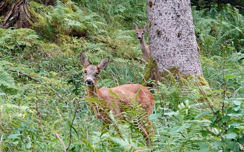 Foto eines Rehs im Wald, hinter einem Baumstamm lugt ein Kitz hervor
