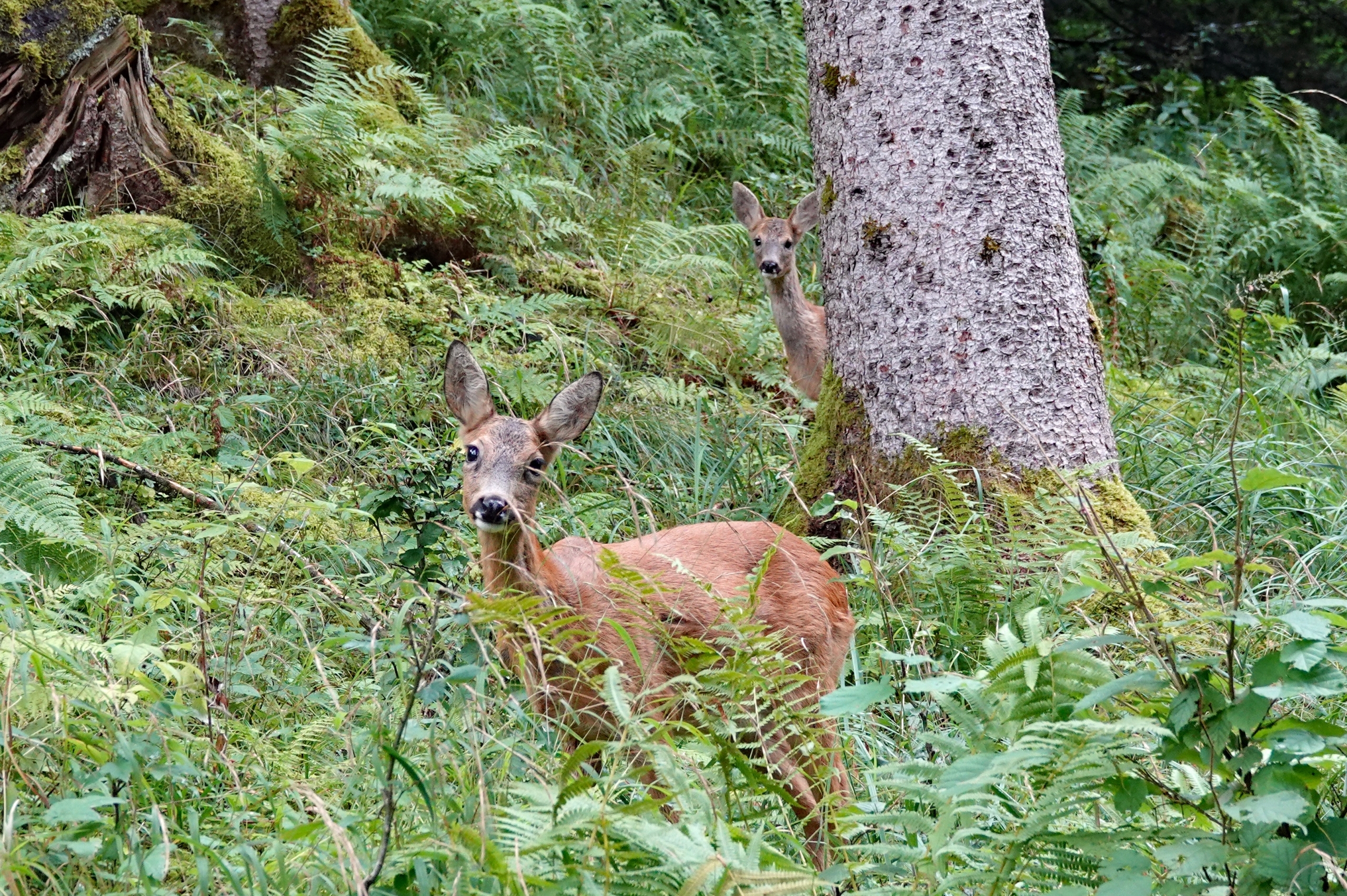 Foto eines Rehs im Wald, hinter einem Baumstamm lugt ein Kitz hervor