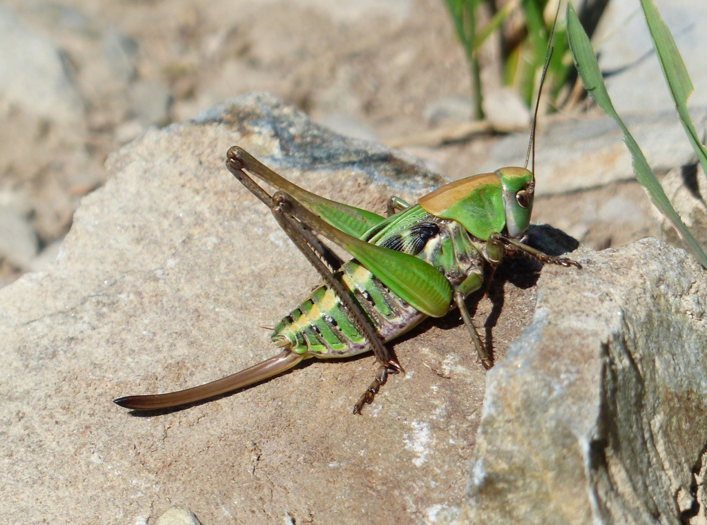 Auf kahlem Gestein zwischen wenigen Grashalmen sitzt eine grün-braune Heuschrecke.