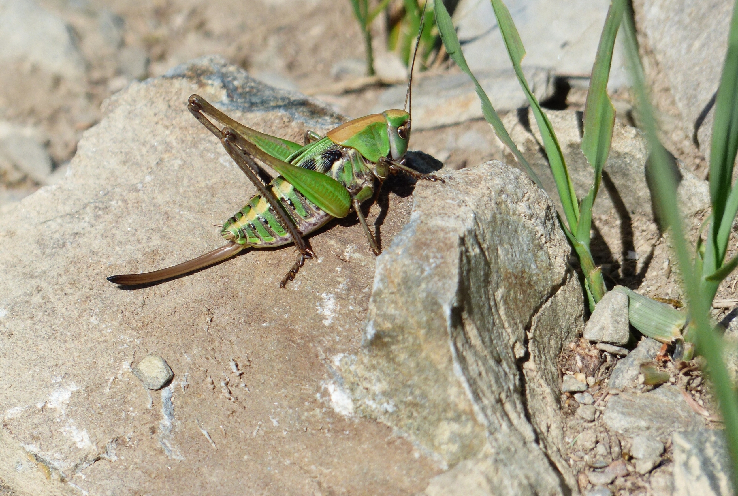 Auf kahlem Gestein zwischen wenigen Grashalmen sitzt eine grün-braune Heuschrecke.