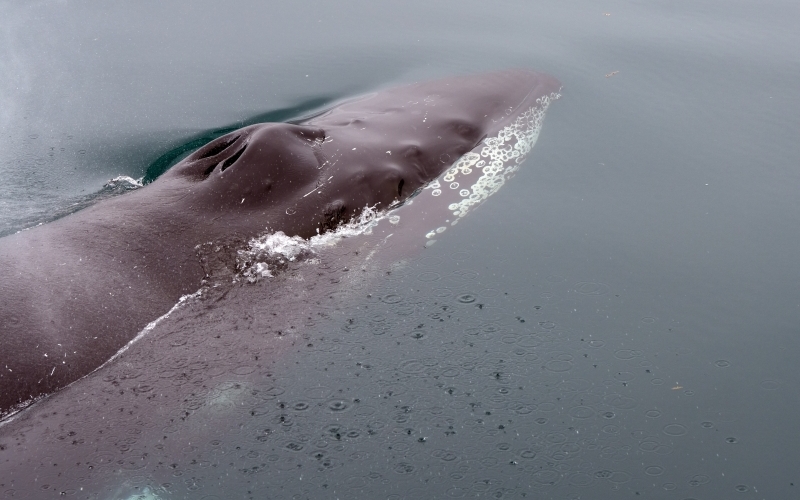 Blick von nahem auf Kopf und Atemloch eines im Wasser liegenden Buckelwals