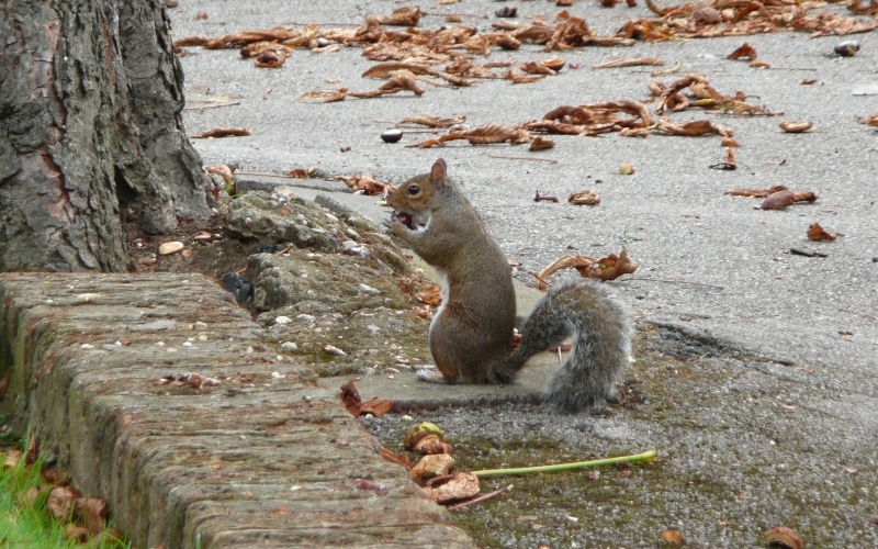 Ein Eichhörnchen sitzt am Fuß eines Baums auf dem Asphalt-