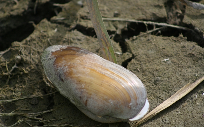 Auf trockener, rissiger Erde liegt die Schale einer Flussmuschel.