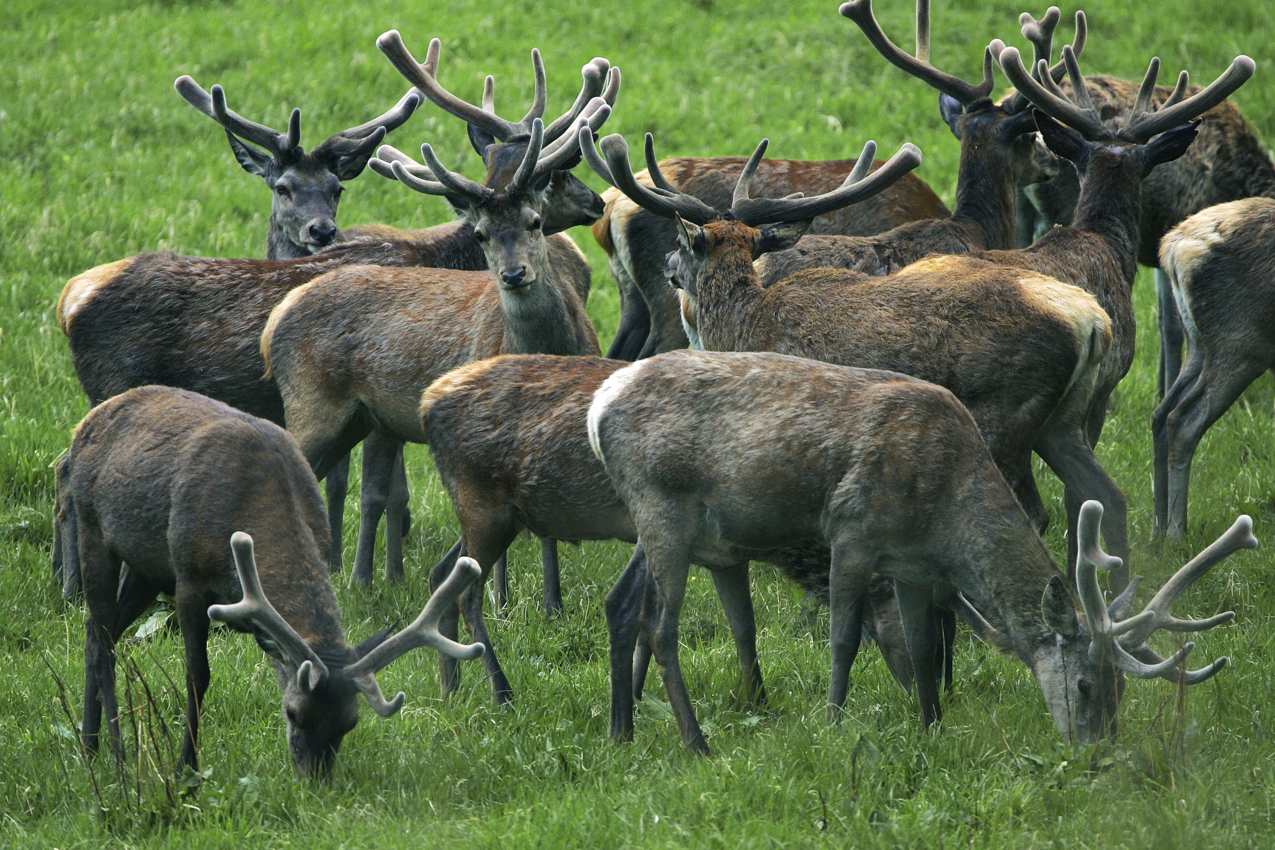 Ein Rudel Hirsche mit Bastgeweihen am Ende des Winters