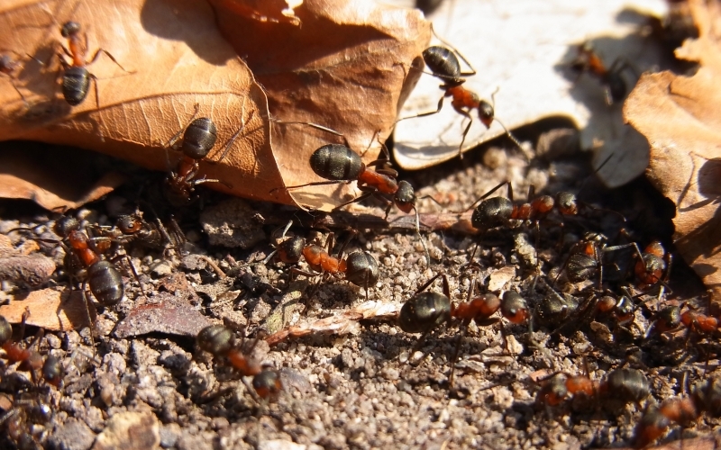 Einige Ameisen mit roten Oberkörpern und schwarzem Kopf und Hinterleib krabbeln auf trockenem Laub und Erde.