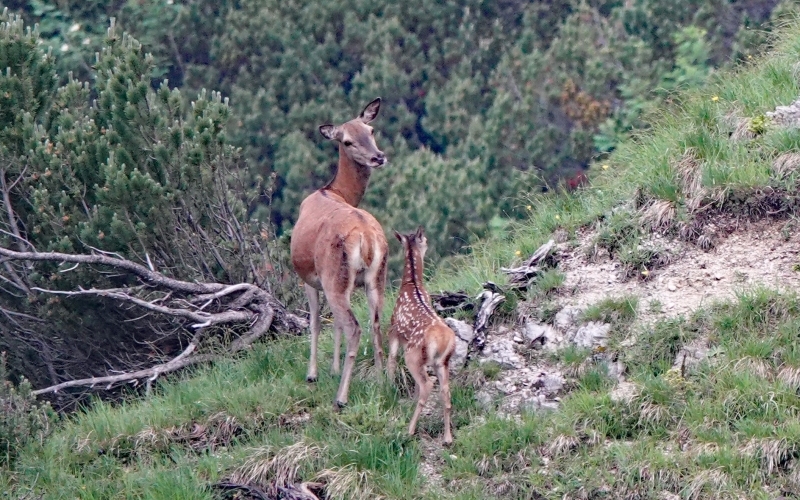 An einem Berghang stehen eine Hirschkuh und ihr gepunktetes Kalb, die Hirschkuh wendet sich nach ihrem Kalb um und schaut in Richtung des Betrachters