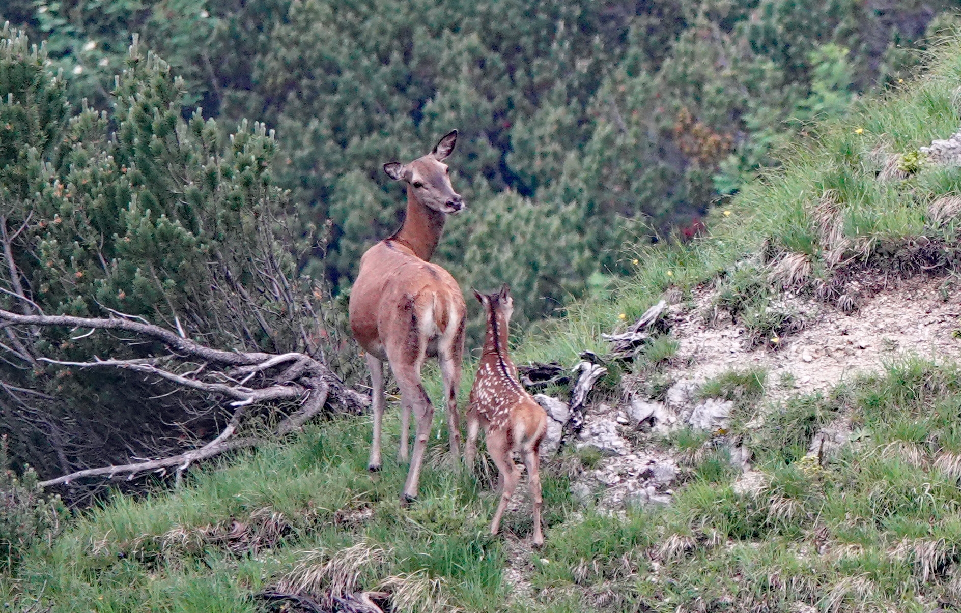 An einem Berghang stehen eine Hirschkuh und ihr gepunktetes Kalb, die Hirschkuh wendet sich nach ihrem Kalb um und schaut in Richtung des Betrachters