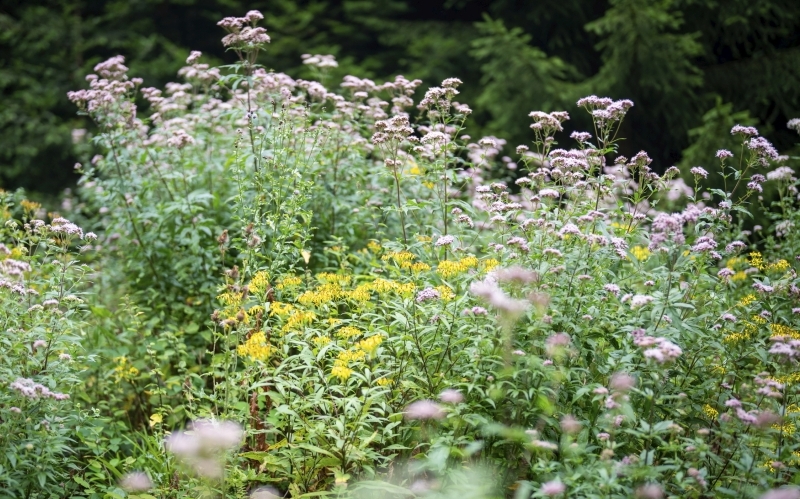 Foto von üppigen blühenden Stauden in einem Garten