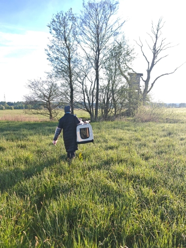 Eine Frau mit einer Hundetragebox am Arm läuft über eine Wiese auf eine Baumgruppe mit Hochsitz zu