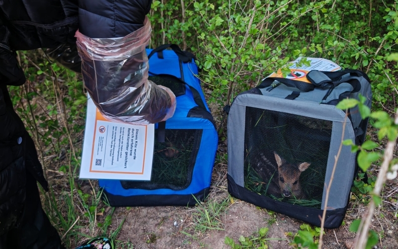 Zwei tragbare Hundeboxen stehen im Gebüsch, in einer ist ein Kitz erkennbar, an der anderen hantiert ein Mensch
