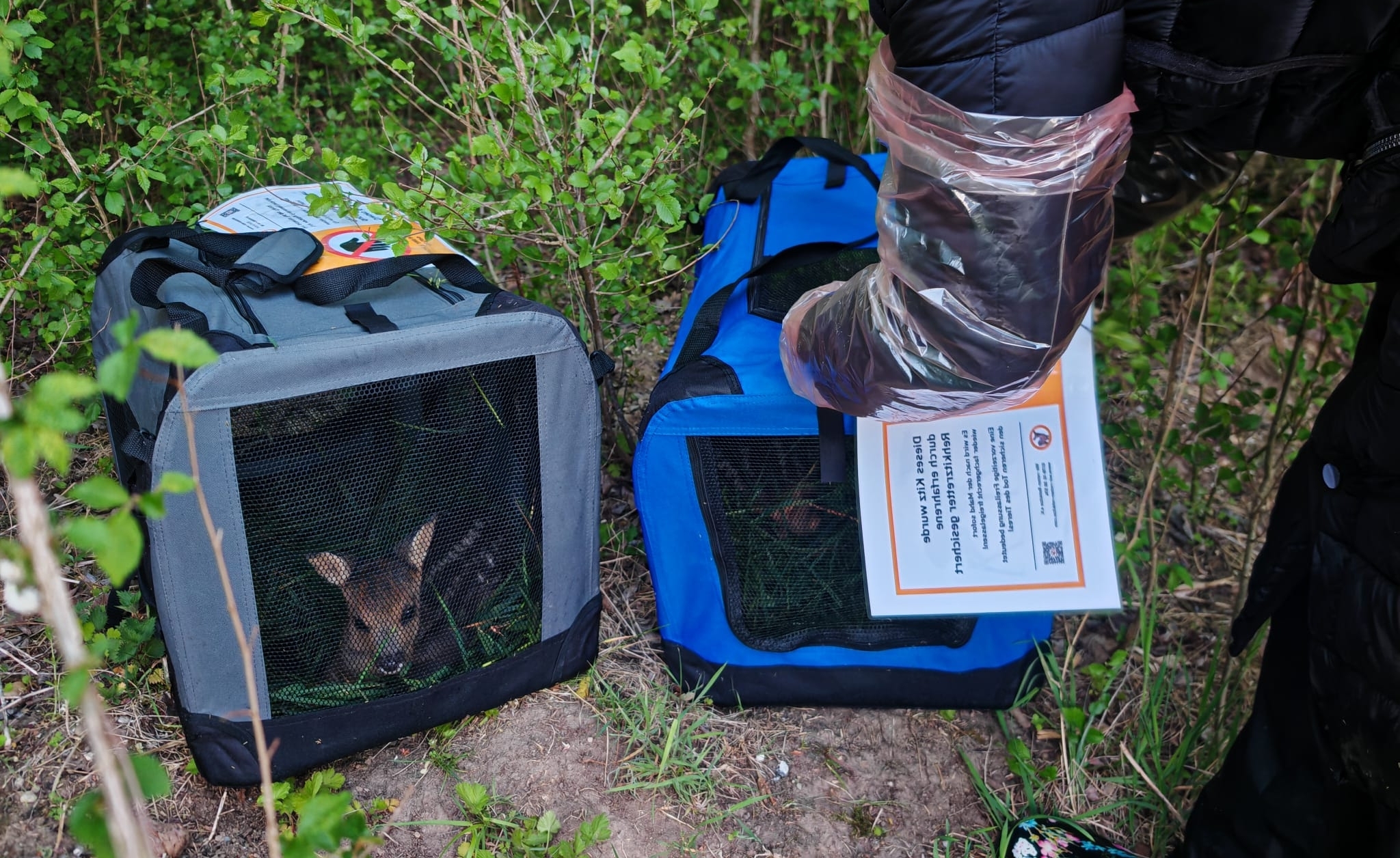Zwei tragbare Hundeboxen stehen im Gebüsch, in einer ist ein Kitz erkennbar, an der anderen hantiert ein Mensch