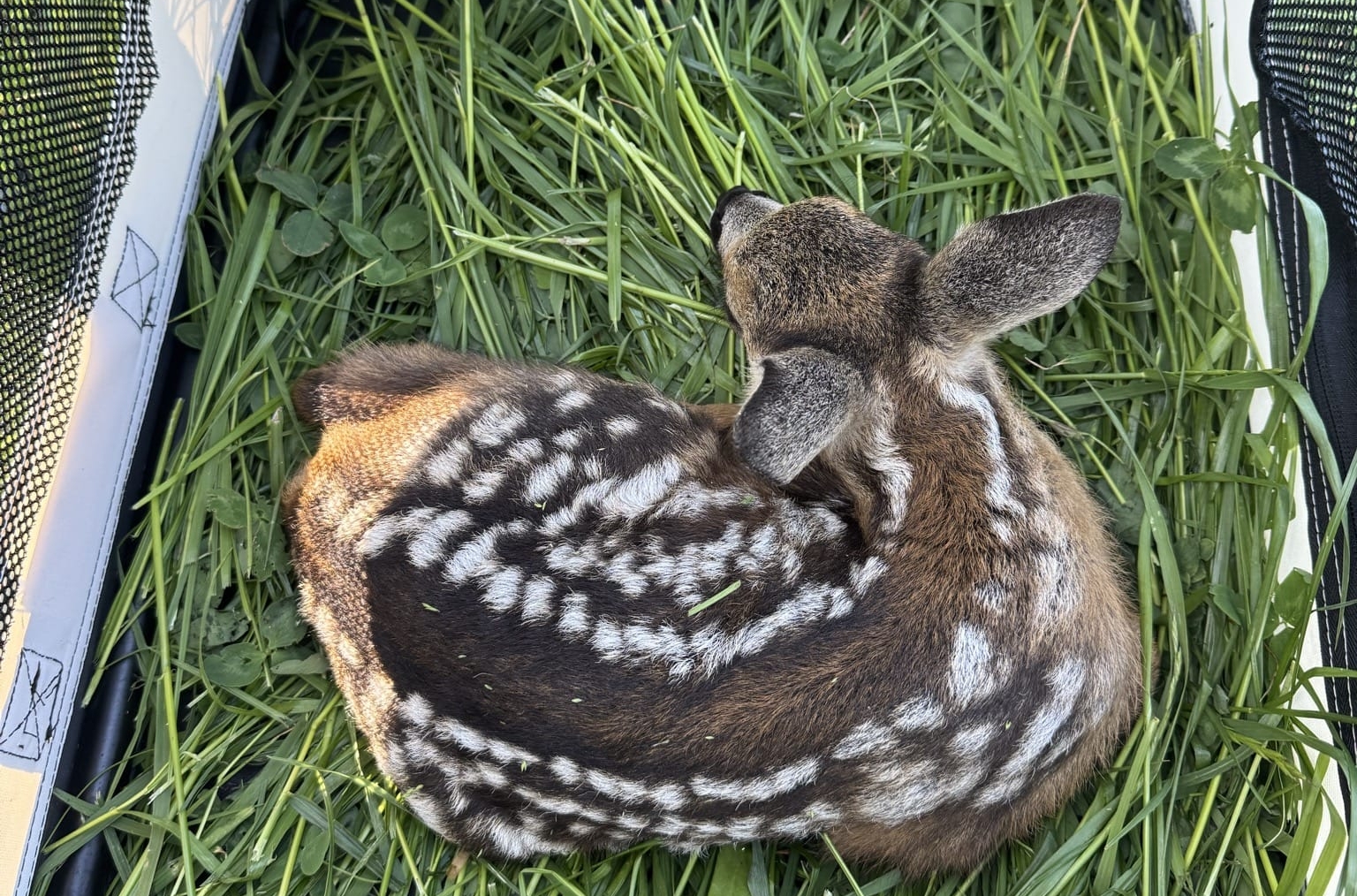 Auf einem Bett aus Gras liegt ein zusammengerolltes Rehkitz