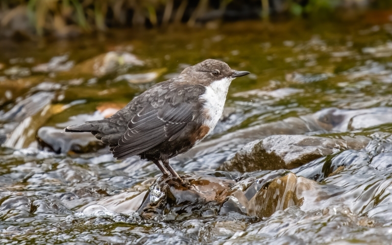 Auf einem Stein in einem Bach sitzt ein grauer, rundlicher Vogel mit weißer Kehle