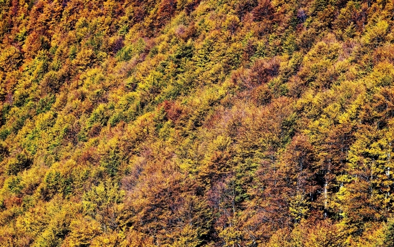 Ein Berghang mit herbstlich gefärbten Laubbäumen, Blick von seitlich oben auf die dichte Kronendecke